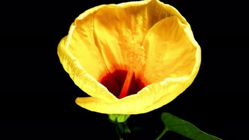 Blühende Blume, Blumen blühen