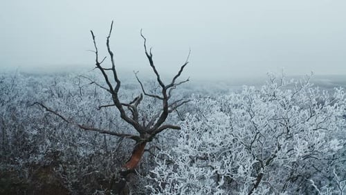 Dry brown tree among white trees in winter. Beautiful landscape of snowy trees in the forest.