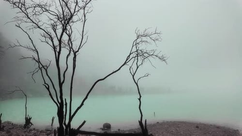 misty morning , bare tree branches at the beach, foggy atmosphere. Mysterious