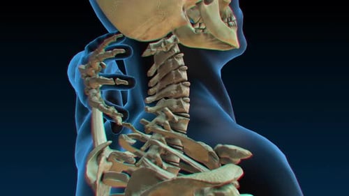 3D Animation of Human Cervical Spine with Highlighted Vertebrae