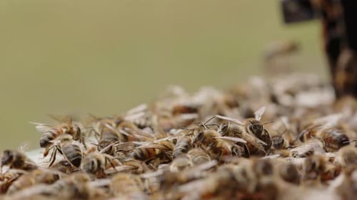Busy honeybees moving around on beehive, shallow focus closeup shot