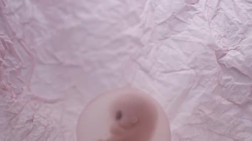 Reproducción humana: feto en rotación de cerca en embrión sobre blanco