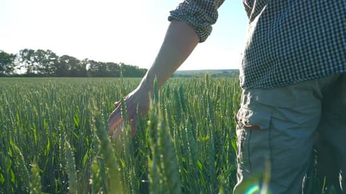 Follow to Unrecognizable Young Farmer Walking Through the Cereal Field and Touching Green Wheat Ears