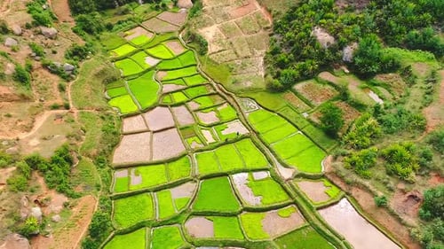 Aerial dron shot of rice field with two farmers planting the rice. Green rice fields full of water.