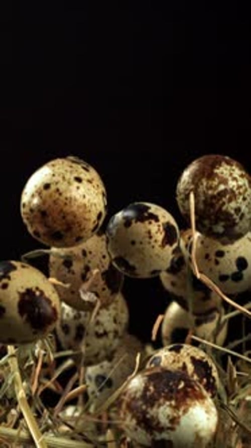 Quail Eggs Fly Up with Hay Filmed on a Highspeed Camera at 1000 Fps
