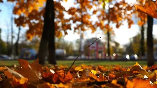 Close Up of Yellow Autumn Foliage Falling on Ground in Autumn Park Golden Maple Leaves Covered Lawn