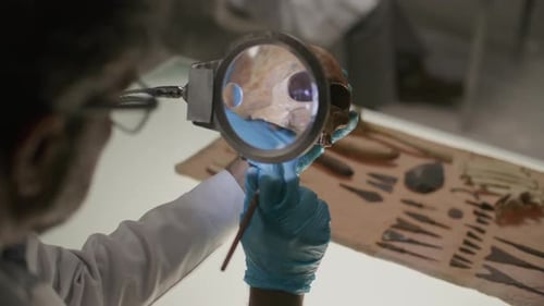 Scientist Cleaning Ancient Skull under Magnifying Glass for Lab Research