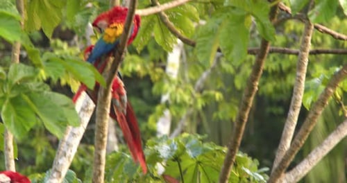 Vibrant scarlet Move between branches perch and squawk on a tree, a colorful display of life in the