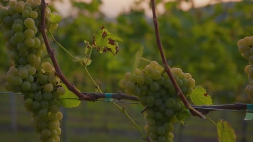 Grüne Weinreben im Weingarten bei Sonnenaufgang Landwirtschaft Landschaft Pflanze Weinberg Bauernhof Natur Wein