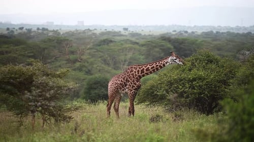 Elegant Giraffe Grazing on Bush in Natural Habitat
