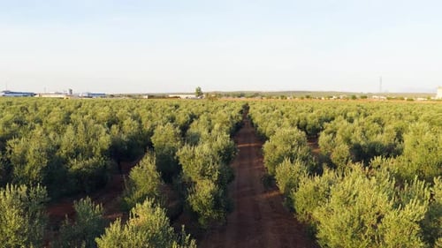 Luftaufnahme beim Flug über die Olivenhainplantage