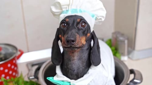 Dachshund Dressed as Chef in Cooking Pot