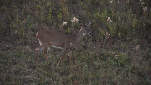 Antlerless Whitetail Deer Eating in a Grassy Meadow