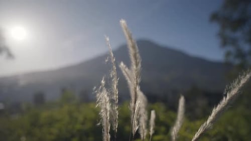 Schilf schwankt mit Bergen und Sonnenaufgang im Hintergrund
