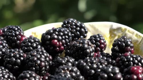 Ripe Blackberries in Bowl Close Up