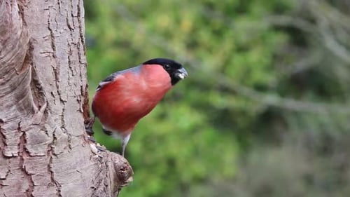 Colorful Bullfinch Feeding on Tree Branch