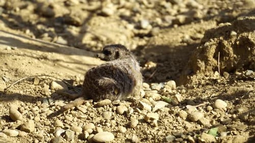 Ein wachsames Erdmännchen, das auf sonnenverwöhntem felsigem Gelände in der Natur ruht