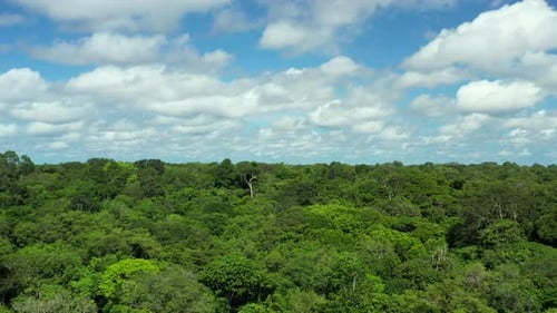 Amazing thick Amazon jungle rainforest, rising aerial view over treetops