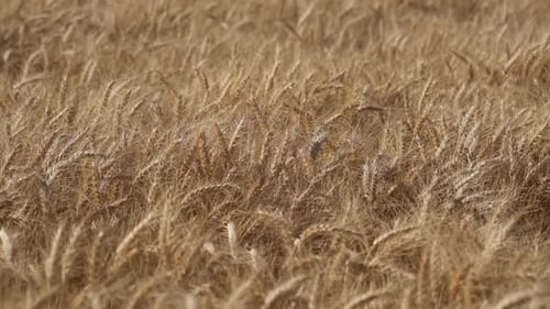Wheat Slow Motion