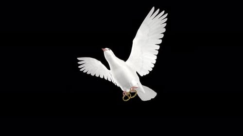 Wedding Dove - White Pigeon Bird with Engagement Rings - Flying Loop Low Angle - Alpha Channel 4K