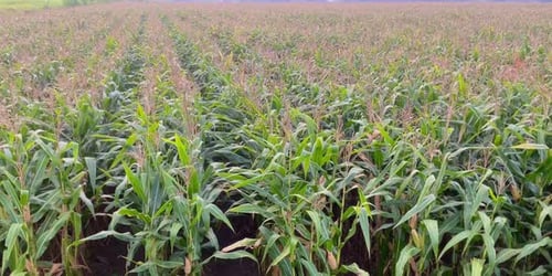 corn farming background