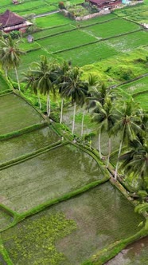 Lush Rice Paddies in Tropical Landscape, Aerial View