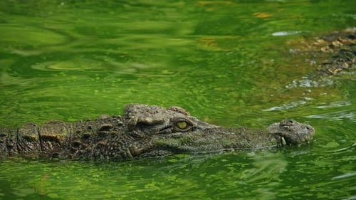 Closeup of a Saltwater Crocodile Gliding Through Green Pond Water Sharp Eye and Textured Scales