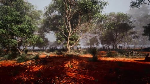 Serene Landscape of a Vibrant Forest with Red Earth and Lush Trees at Dawn