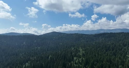 Aerial View of Expansive Green Forest Wilderness