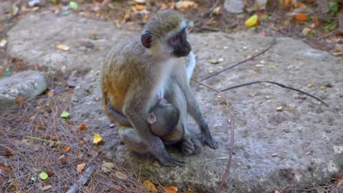 Vervet monkey breastfeeding baby monkey in arms closeup