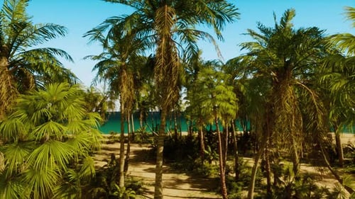 Ein Strand mit Palmen und einem Gewässer im Hintergrund