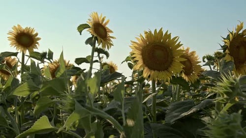 Blooming Sunflowers Swaying Gently in a Rural Field