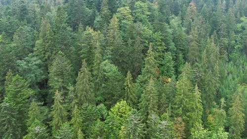 Tilting Shot of Green Trees Growing in Carpathian Mountains Wide Shot Aerial View of Evergreen