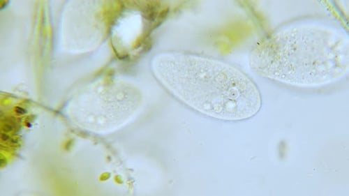 Parameciumpopulation mit hoher Dichte im hellen Mikroskopfeld