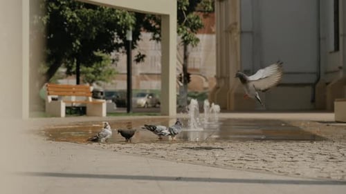Stadtparkszene mit Tauben in der Nähe eines kleinen Springbrunnens, einer wurde während des Fluges eingefangen, während andere trinken und