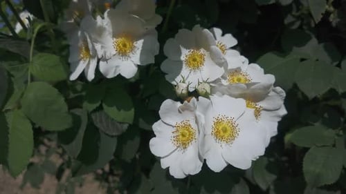White-flowered field rose`s (Rosa arvensis) sway in breeze on sunny day