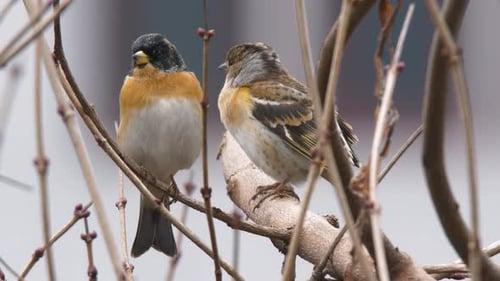 Mountain Finch Birds