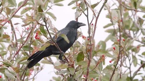 Corvo carniça empoleirado em galho de árvore se alimentando de frutas vermelhas e voando