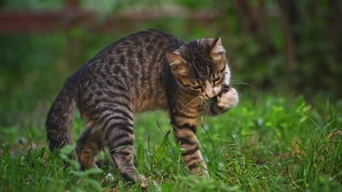 Tabby Cat Walking Through Green Grassy Field