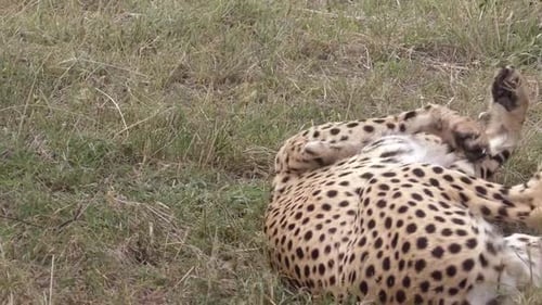 UN GUÉPARD JOUANT DANS LA JUNGLE