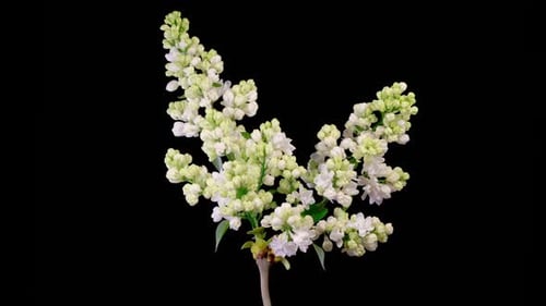 Time Lapse: White Lilac Blooming on Black Background