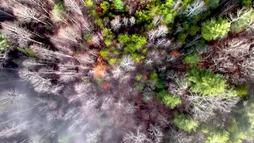 aerial over forest search for missing person aerial from treetops