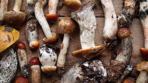 Various Wild Mushrooms Arranged on Rustic Wood