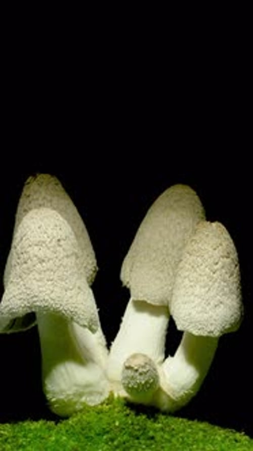 Growing mushrooms rising from ground time lapse 4k footage.