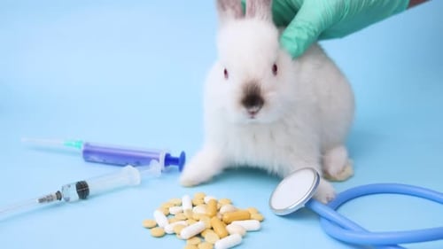 White Rabbit and Medical Supplies on Blue Background