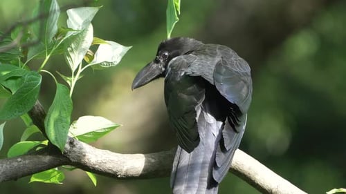 Japanese Large-billed Crow Perching On A Tree Branch With Green Foliage. - close up, rear