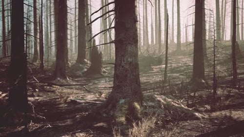 A Forest Filled with Lots of Tall Trees