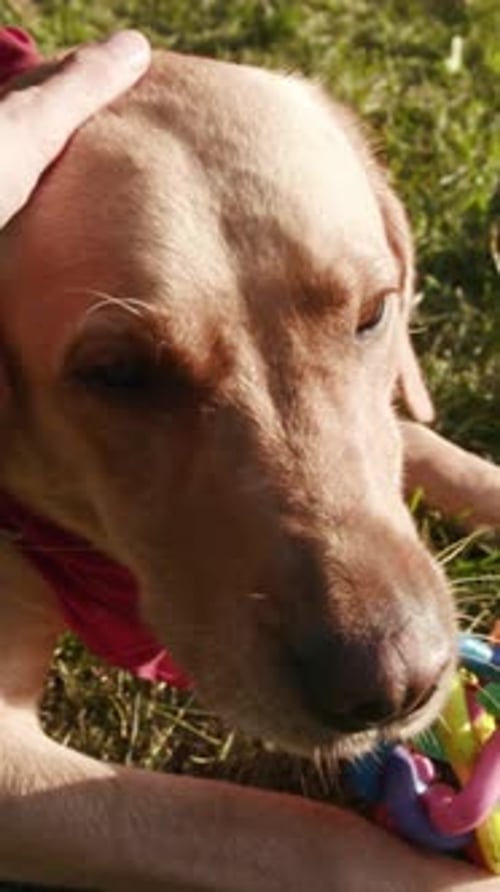 A Playful Dog with a Colorful Toy in a Beautiful Green Field Beneath the Bright Sunshine