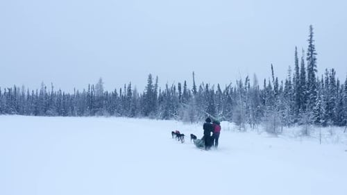 Aerial lateral view following dog sledding through in the snowy forest