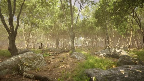 Serene Forest Landscape with Rocky Terrain and Sunlight Filtering Through Trees